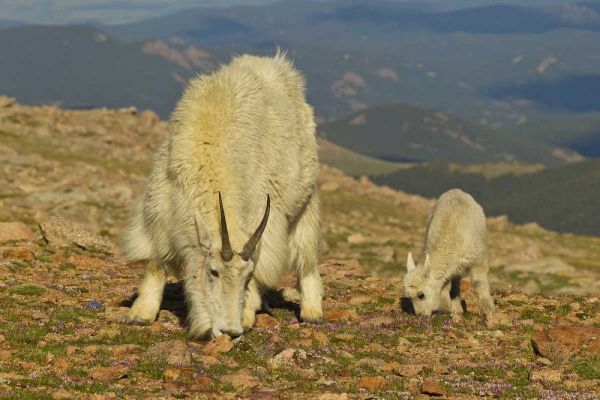 CO, Mount Evans Mountain goat and kid in meadow